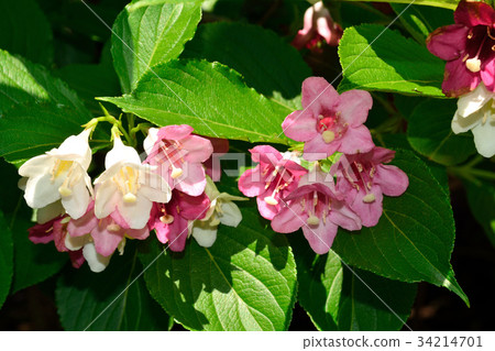 Deutzia gracilis 34214701