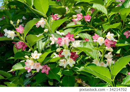 Deutzia gracilis 34214702