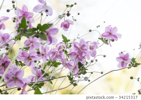 fresh flower on plant in garden 34215317