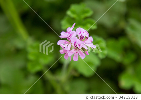 geranium flower on plant in garden 34215318