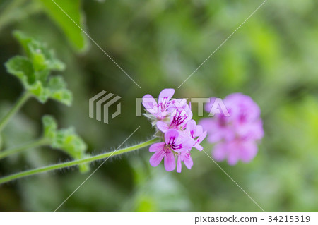 geranium flower on plant in garden geranium flower on plant in garden 34215319
