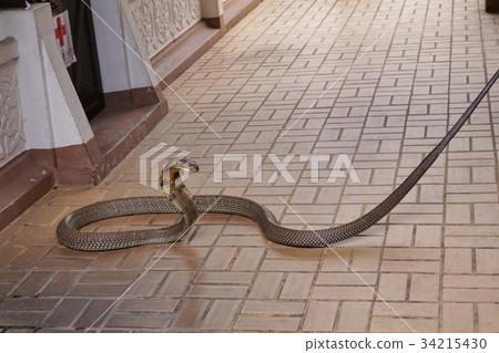 泰國曼谷的蛇農場（曼谷，泰國的蛇農場） 34215430