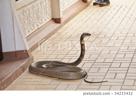 大毒蛇 蛇 研究機構 34215432