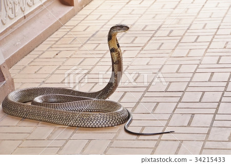 泰國曼谷的蛇農場（曼谷，泰國的蛇農場） 34215433