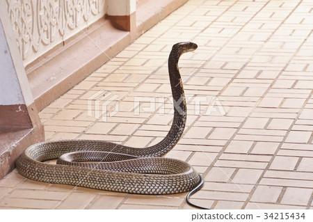 蛇農場，蛇，蛇，蛇，蛇 34215434