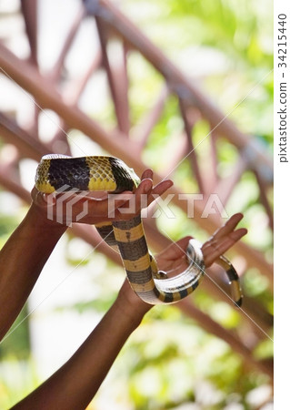 Image photo of Snake farm show in Bangkok, Thailand 34215440