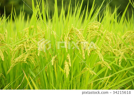 水果米耳 34215618