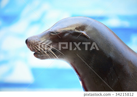 海獅 海獅 34215812