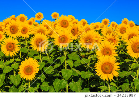 Saga Hyotan Island Park sunflower Saga Hyotan Island Park sunflower 34215997