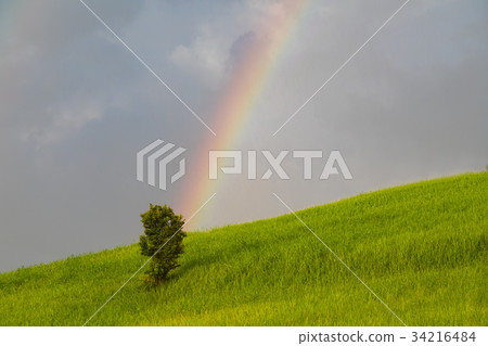 一棵樹和一條彩虹在草甸 一棵樹和一條彩虹在草甸 34216484