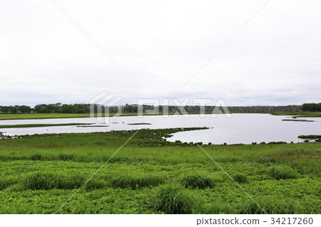 納拉沃拉 34217260