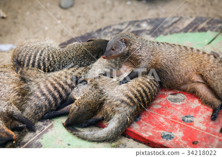 Peacefully sleeping mongooses Peacefully sleeping mongooses 34218022