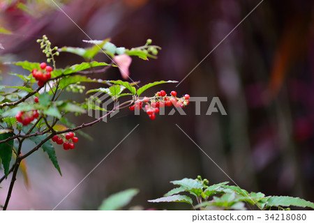 Plant Shiroei Fruits, Tomato, Vegetables, White grass, Kurokan, Devil's grass, Defecation grass, Grass herb, Middle clam, Red fruit, Shirage Fujihanaen Garden 34218080