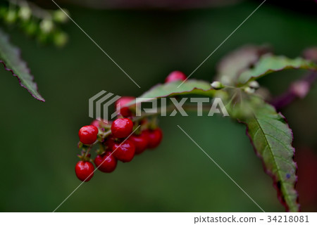 Plant Shiroei Fruits, Tomato, Vegetables, White grass, Kurokan, Devil's grass, Defecation grass, Grass herb, Middle clam, Red fruit, Shirage Fujihanaen Garden 34218081