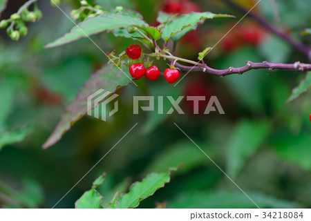 種植白榮水果,番茄,蔬菜,白草,黑岡,魔鬼草,排便草,草藥草,中間蛤,紅色水果,藤芝藤花園 種植白榮水果,番茄,蔬菜,白草,黑岡,魔鬼草,排便草,草藥草,中間蛤,紅色水果,藤芝藤花園 34218084