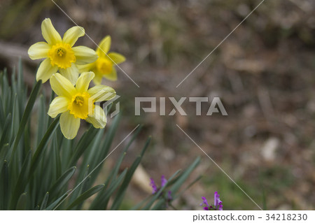 Narcissus 34218230