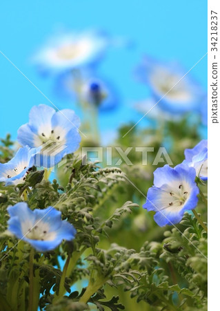 Nemophila 藍花 Nemophila 藍花 34218237