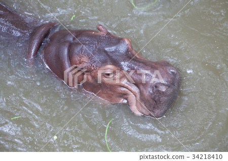 Hippo in water Hippo in water 34218410