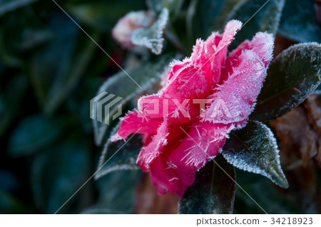 與霜的羅斯花 34218923