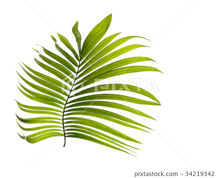 Green leaves of palm tree on white background Green leaves of palm tree on white background 34219342