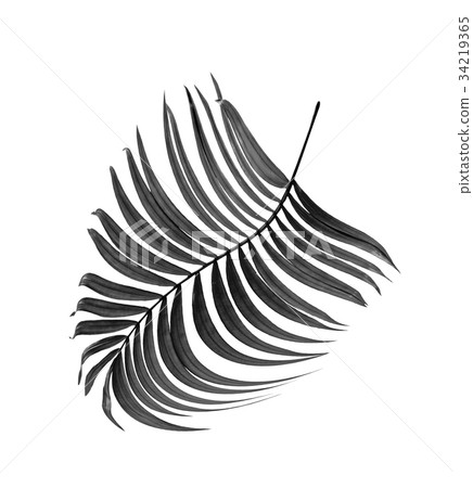 black leaves of palm tree on white background black leaves of palm tree on white background 34219365