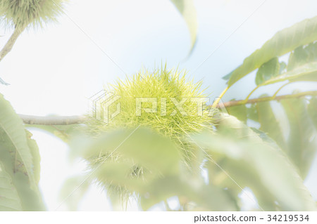 栗子 栗子 34219534