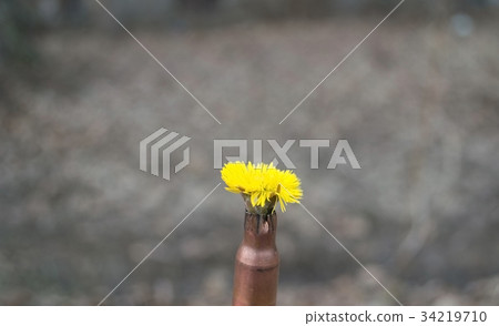 flower  in  cartridge-case  34219710