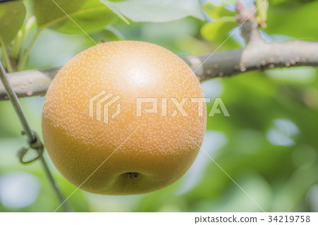 梨 梨 34219758