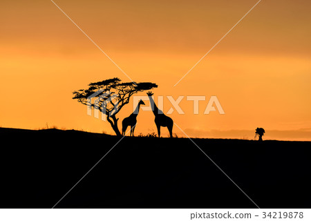Tree, giraffes and male photographer silhouette Tree, giraffes and male photographer silhouette 34219878