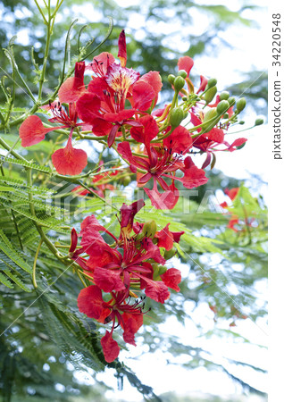 Phoenix tree flower 34220548