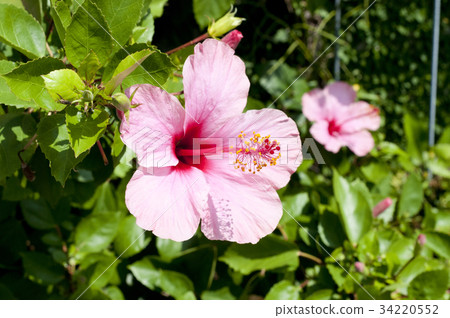 Hibiscus 34220552