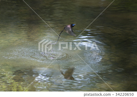 長尾小鸚鵡 34220650