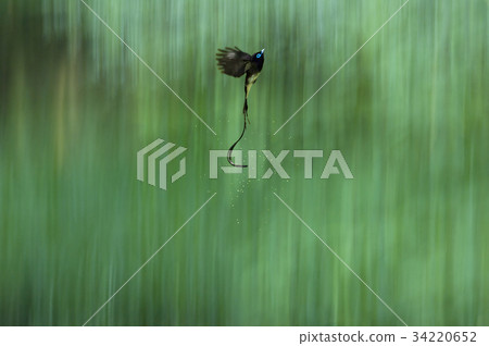 長尾小鸚鵡 34220652