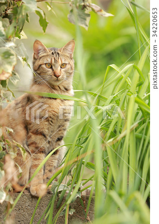 貓 34220653