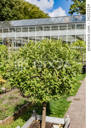 Green tree of kumquat 34222224