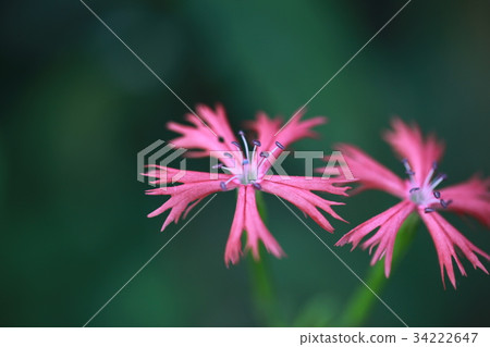 Ogura sen no Ogura sen no 34222647