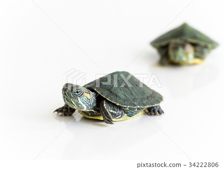 Two Red eared Slider turtle 34222806