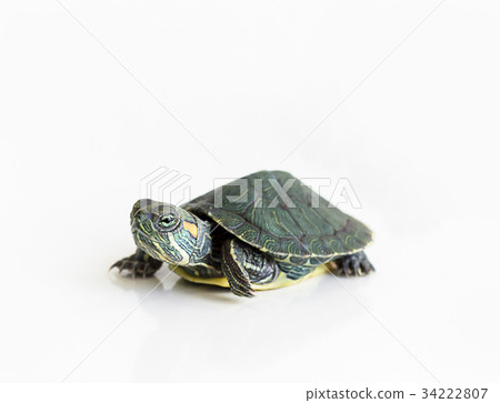 Red eared Slider turtle (Trachemys scripta elegans 34222807