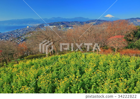 強姦花和Azumayama公園的富士山 34222822