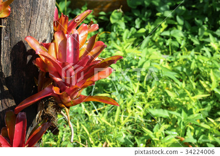 Aechmea fasciata kind on Dry tree Aechmea fasciata kind on Dry tree 34224006