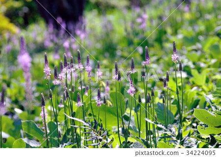 Tsurubo's community 34224095