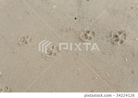 foot dog on the Sand 34224126