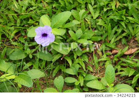Popping pod flower Purple bloom in the morning Popping pod flower Purple bloom in the morning 34224215