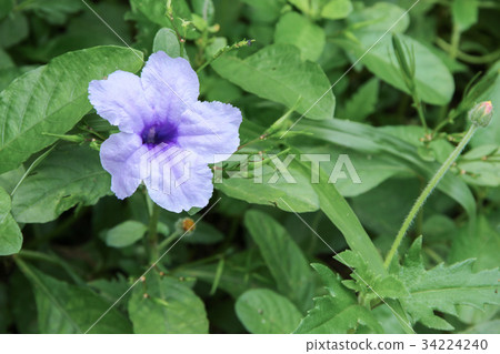 Popping pod flower Purple bloom in the morning Popping pod flower Purple bloom in the morning 34224240