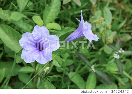 Popping pod flower Purple bloom in the morning 34224242