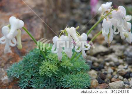 白人律師 白人律師 34224358