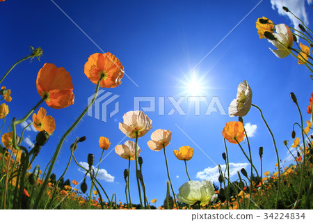 Poppy 3227 Poppy 3227 34224834