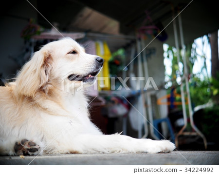 cute lovely white long hair young crossbreed dog cute lovely white long hair young crossbreed dog 34224992