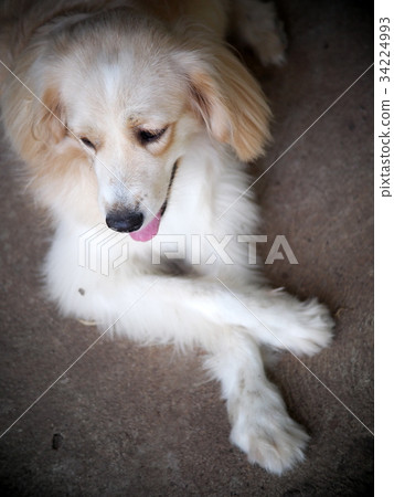 cute lovely white long hair young crossbreed dog cute lovely white long hair young crossbreed dog 34224993