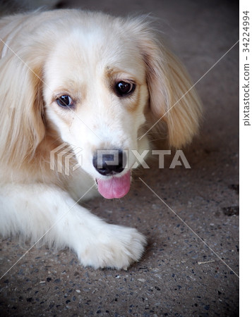 cute lovely white long hair young crossbreed dog cute lovely white long hair young crossbreed dog 34224994